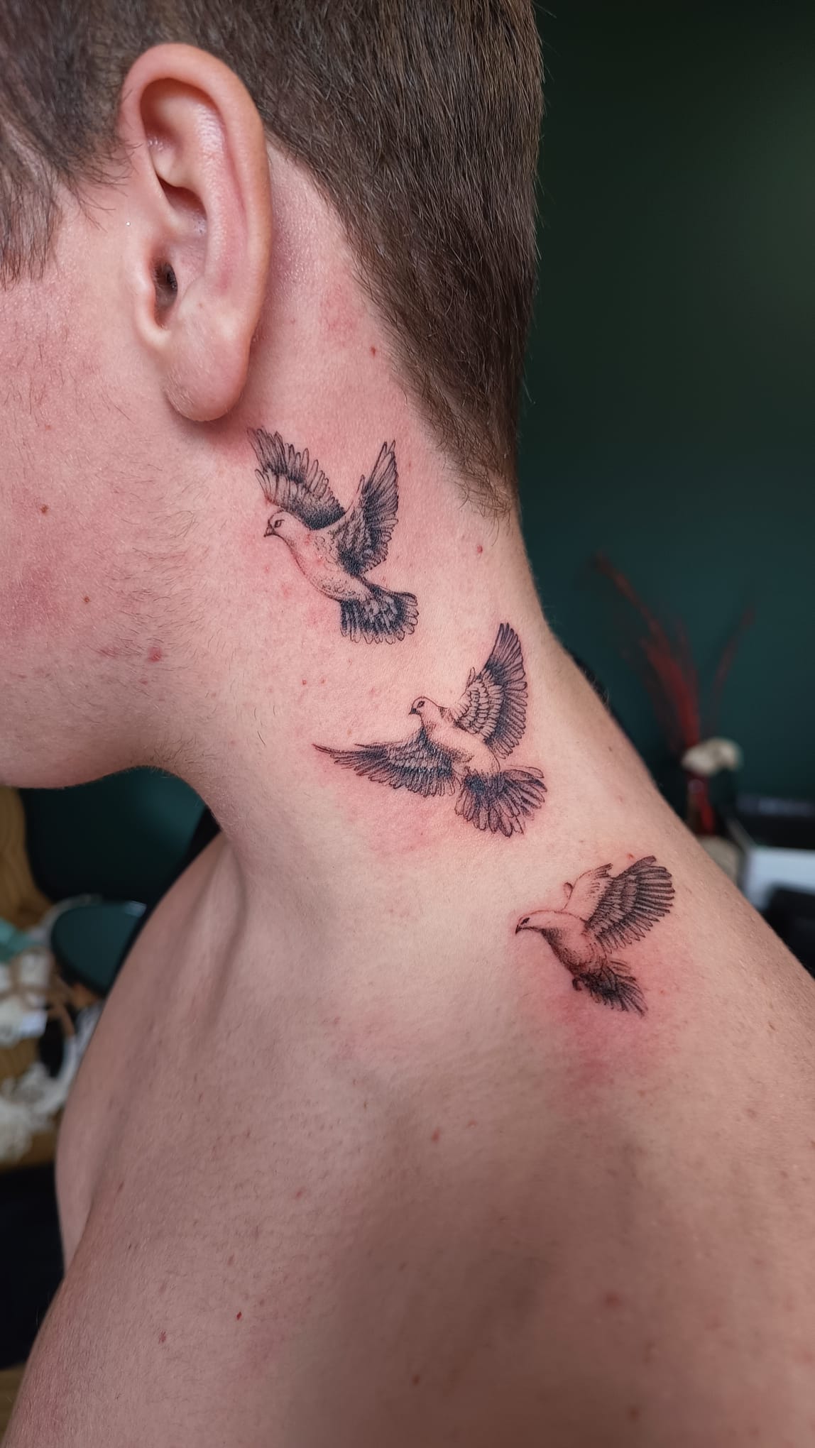 Kamil – kamil fineline birds